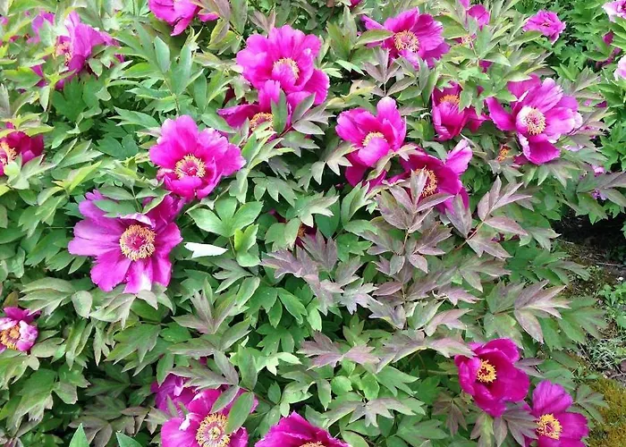 Апартаменты Cheng